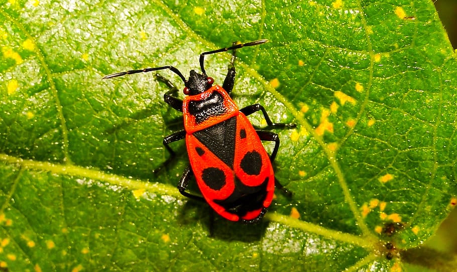 smith wingless, insect, pluskwiak, animals, nature, at the court of HD wallpaper