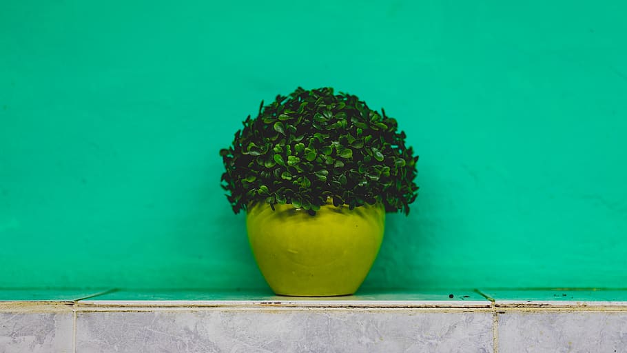 ledge, teal, green, color, simple, tree, plant, green color HD wallpaper