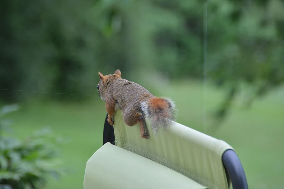 canada, whitney, new brunswick, red squirrel, summertime, chair HD wallpaper