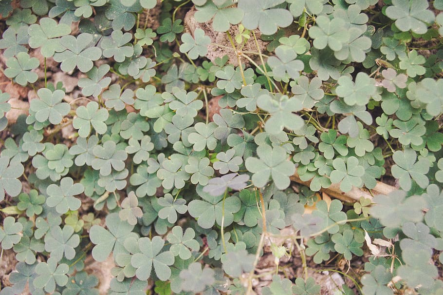 Green Leaf Plant, abstract, close-up, clover, color, flower wallpaper HD wallpaper
