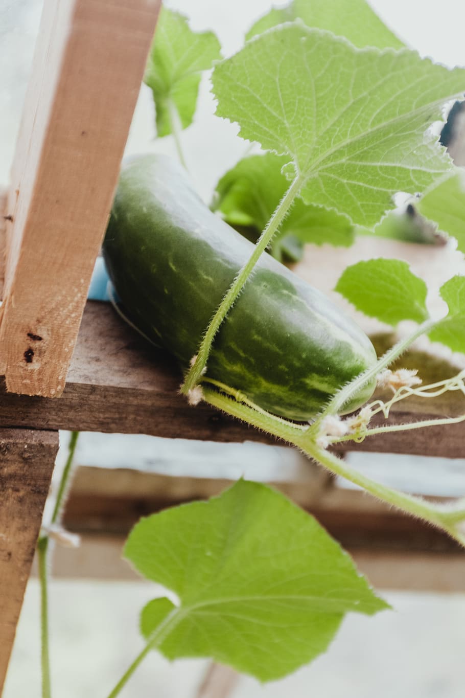 zuccini with leaves, flora, vegetable, produce, food, plant, cucumber HD wallpaper