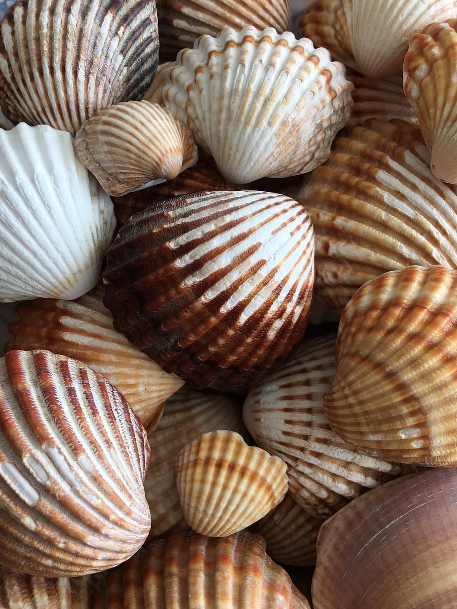 snails, sea, seashell, spain, healing, nature, backgrounds HD wallpaper