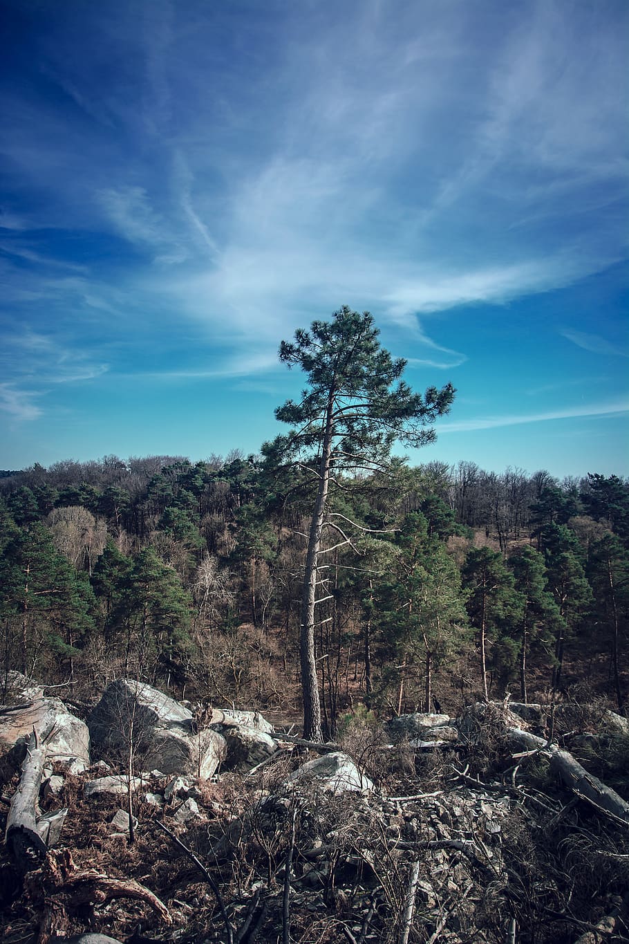 tree, trees, fontainebleau, blue, sky, nature, wood, woods HD wallpaper