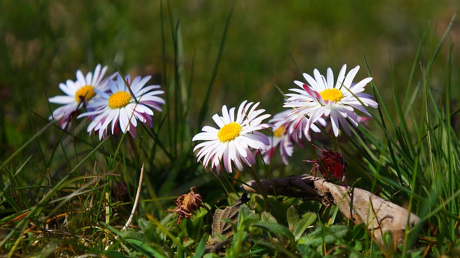 nature, plants, flowers, spring, daisies, meadow, the environment HD wallpaper