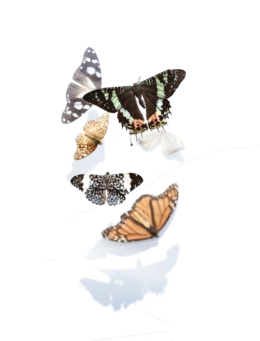 five assorted butterflies, studio shot, animal themes, white background HD wallpaper