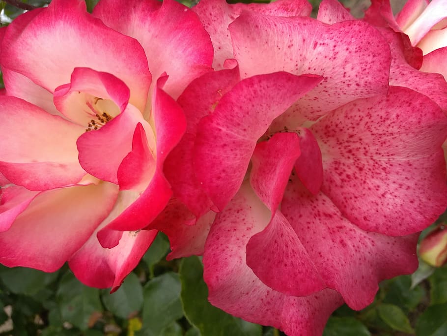 roses, spring, pink, rosa, color, beautiful, nature, flower HD wallpaper