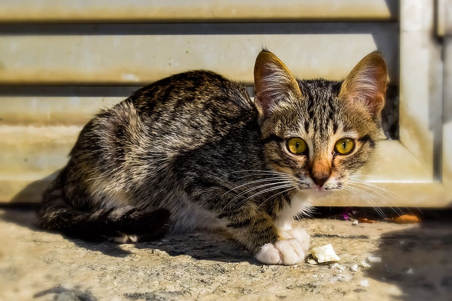 cat, small, young, cute, animal, kitten, curious, eyes, looking HD wallpaper