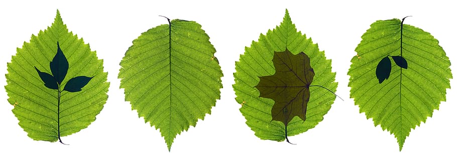 leaf, leaves, botany, branch, bright, closeup, color, element HD wallpaper