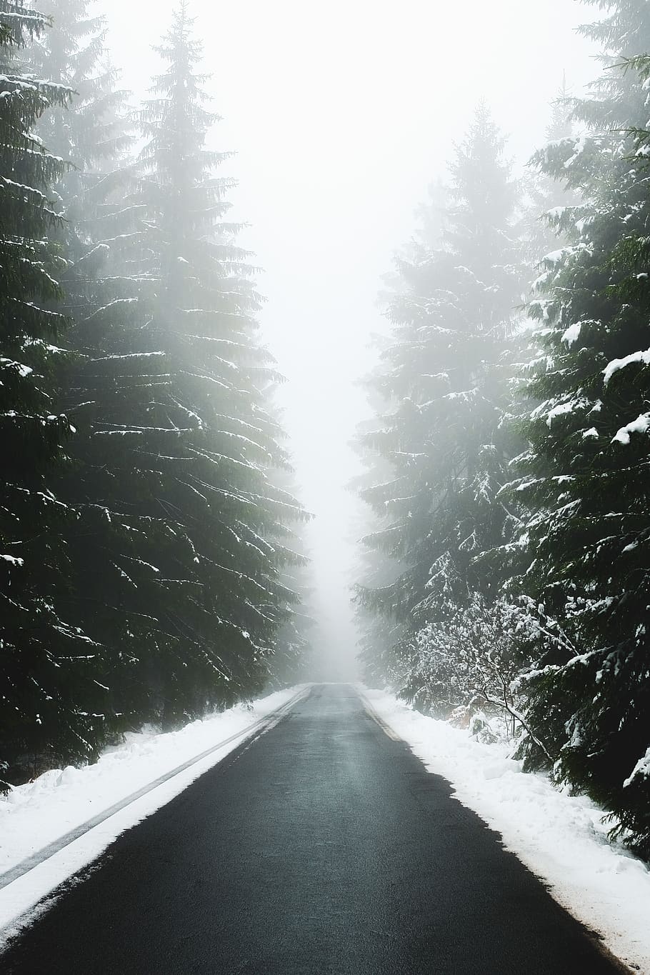 trees and snowfield, nature, outdoors, weather, road, plant, fir HD wallpaper