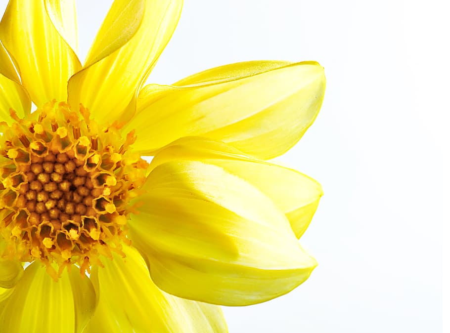 beautiful, blossom, bright, bunch, closeup, detail, flora, floral HD wallpaper