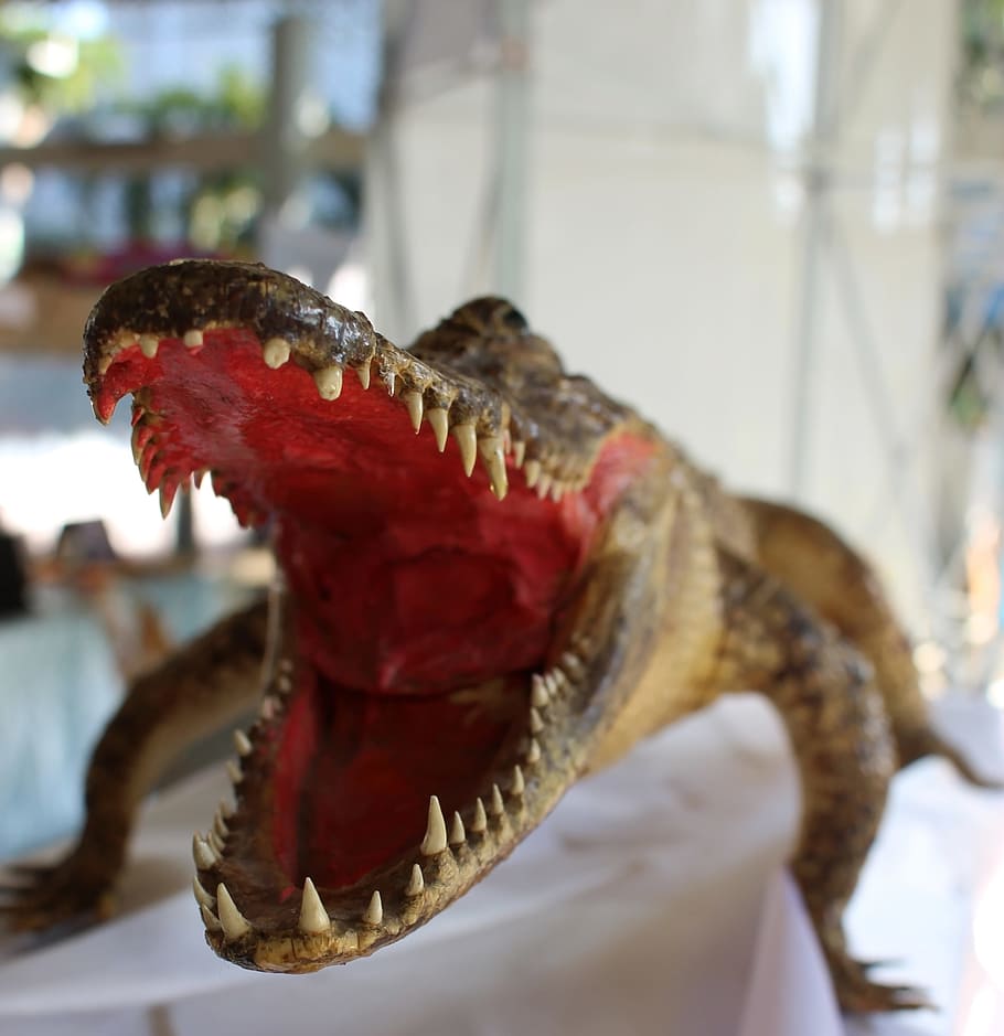 Wide open jaws of a taxidermy crocodile, scary, roar, teeth, face