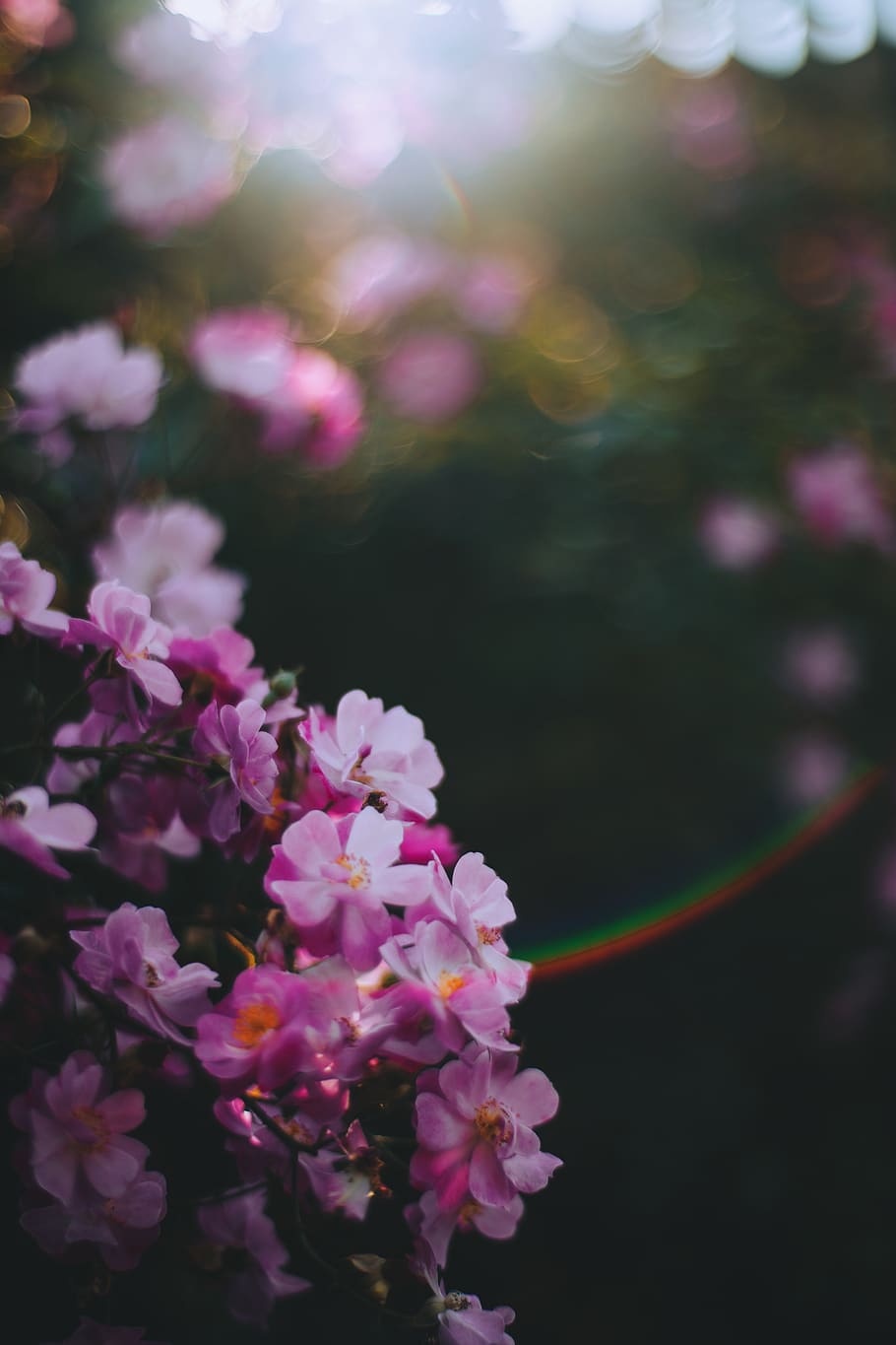 pink flowers in bloom, plant, flowering plant, beauty in nature HD wallpaper