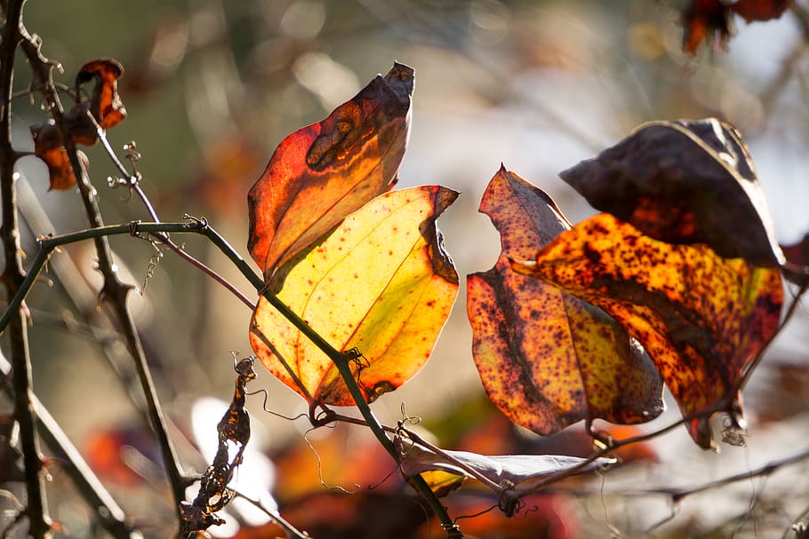 leafs, fall, micro, autumn, plant part, focus on foreground HD wallpaper