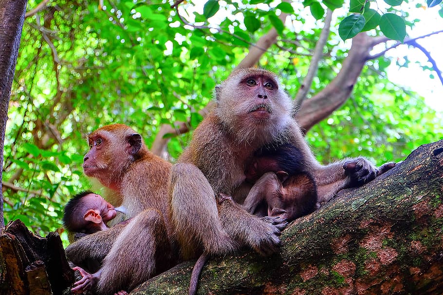 monkey, animals, mammal, beast, nature, animal themes, primate HD wallpaper