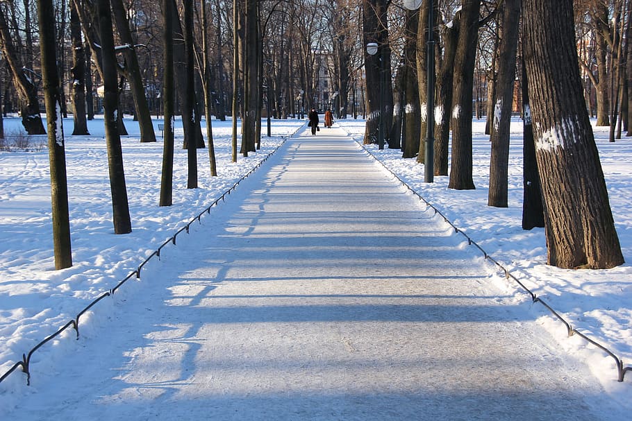 park, winter, road, way, tree, cold, snowy, white, fine, day, HD wallpaper