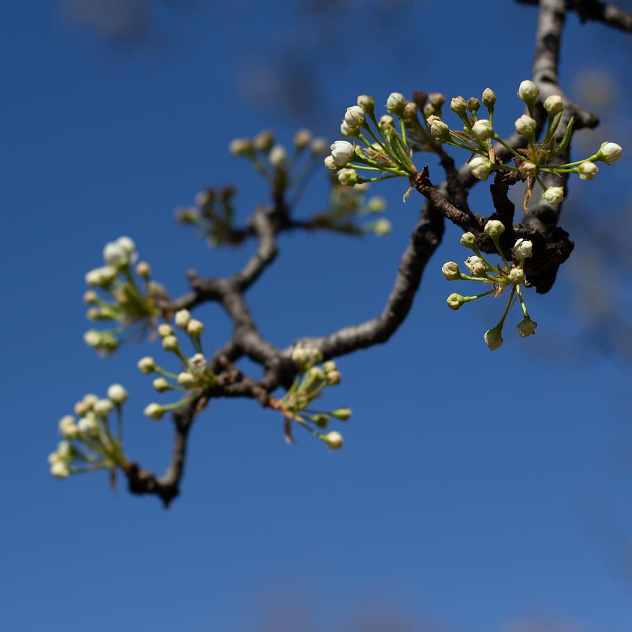 pear, pear tree, flowering, flowers, spring, spring flowering HD wallpaper