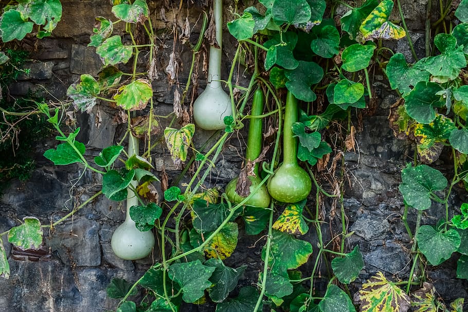 pumpkins, wall, village, askas, cyprus, green color, leaf, plant part HD wallpaper