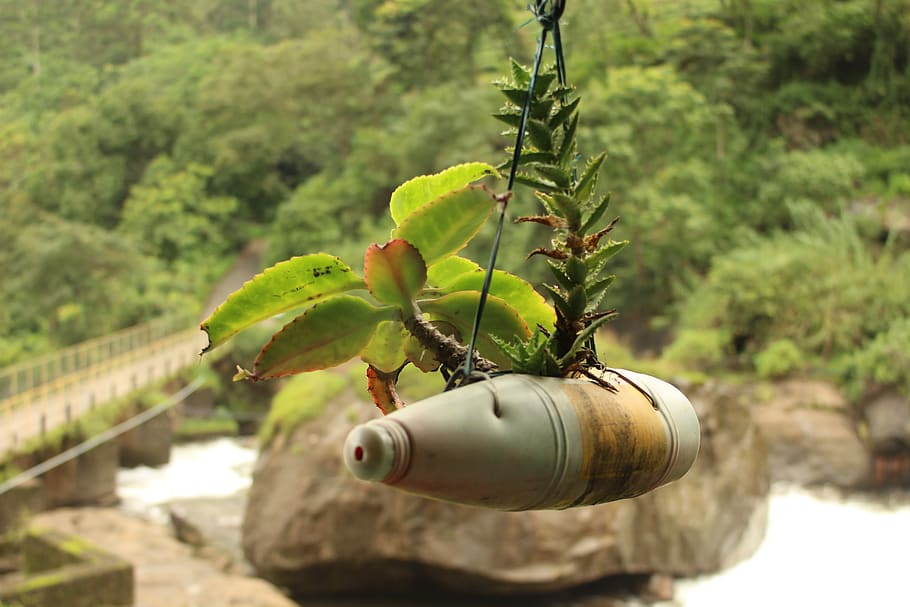 india, munnar, plant, green color, nature, growth, focus on foreground HD wallpaper