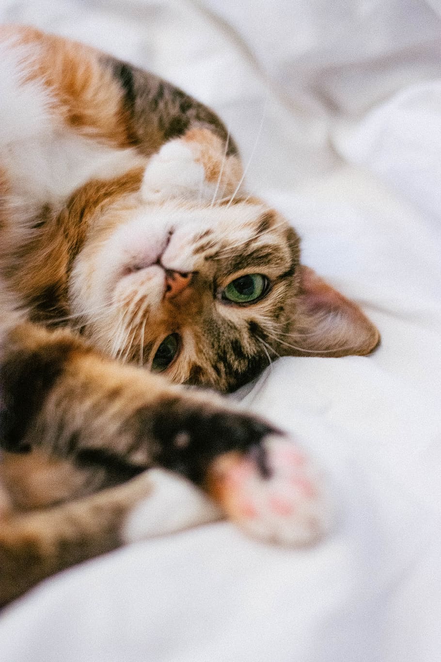 brown tabby cat on white textile, domestic, mammal, pets, domestic animals HD wallpaper