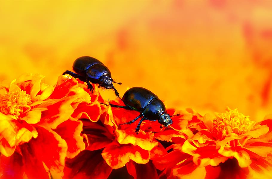 beetles forest, the beetles, flowers, marigold, animals, nature
