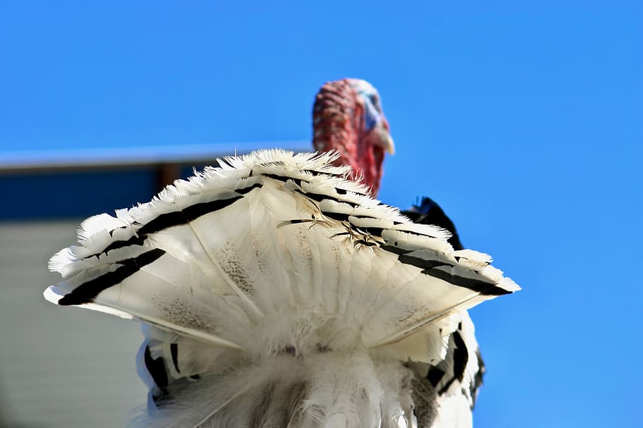 close-up of white and black turkey, animal themes, sky, blue, HD wallpaper