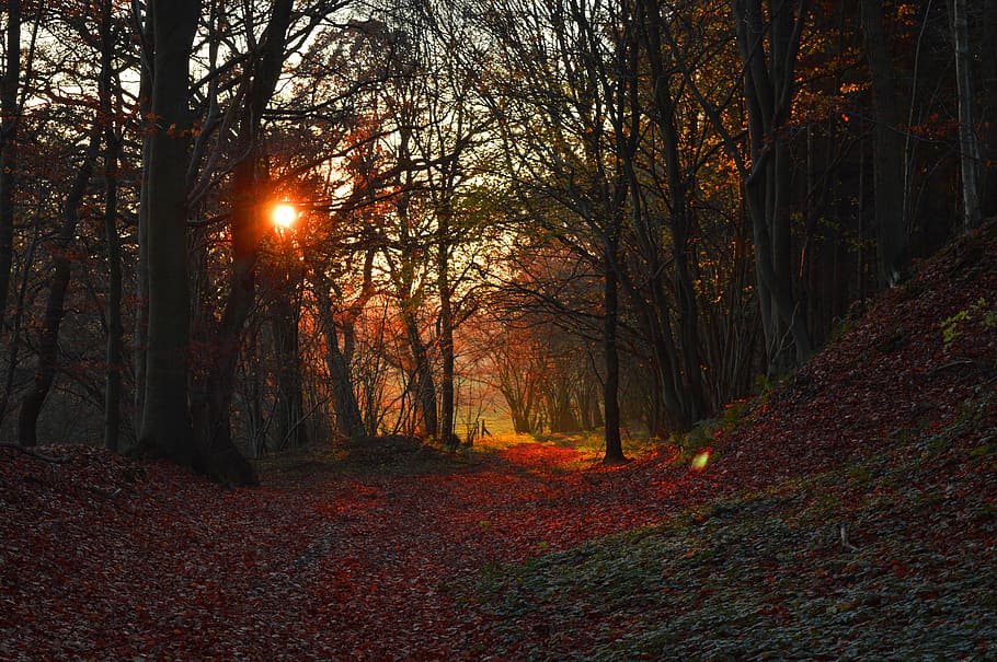 forest, sun, abendstimmung, autumn, leaves, autumn colours HD wallpaper