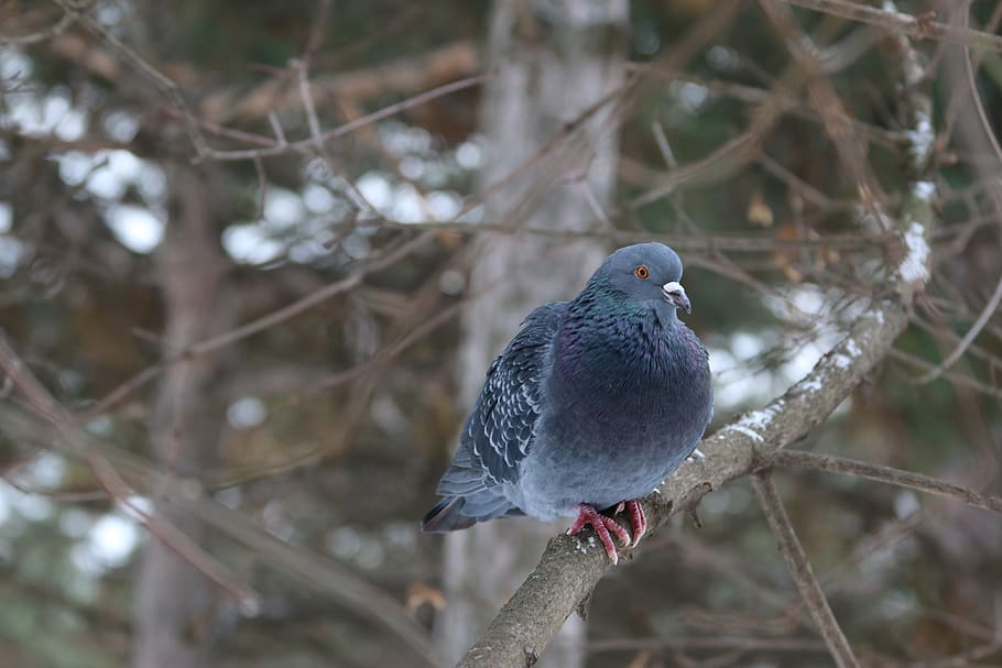 ukraine, odessa, bird, vertebrate, one animal, animals in the wild HD wallpaper