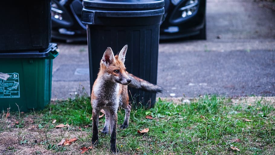 brown fox, one animal, animal themes, mammal, pets, vertebrate HD wallpaper