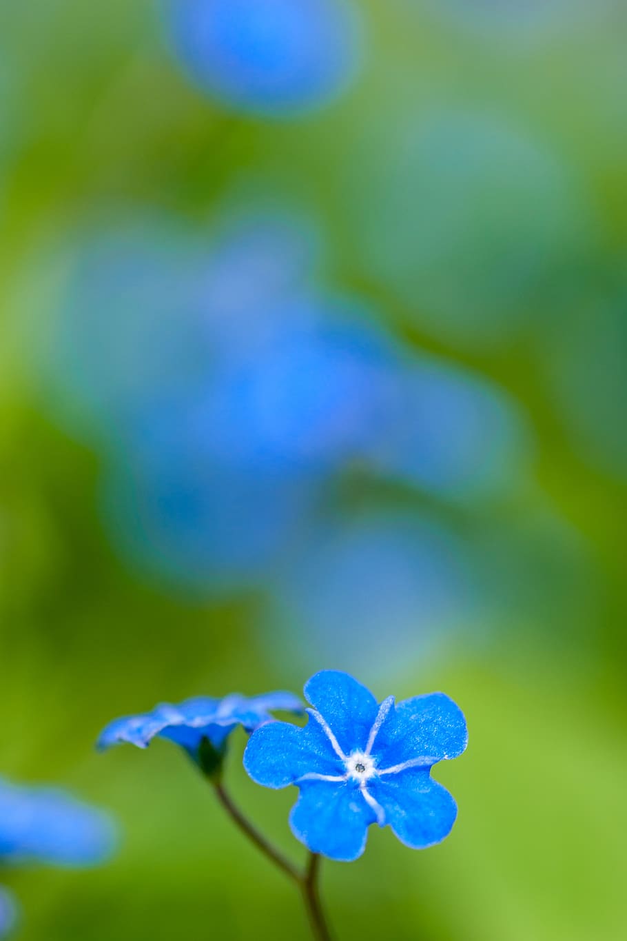 blue petaled flower, blossom, plant, geranium, czech republic HD wallpaper