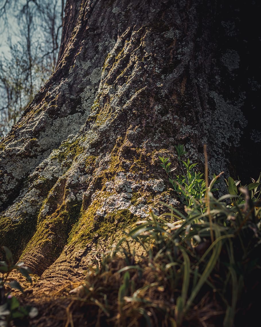 trees, nature, macro, stump, grass, green, growth, outside HD wallpaper