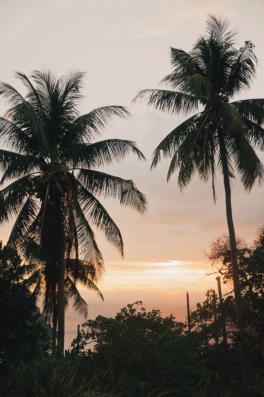 thailand, phi phi islands, sunset, sunrise, krabi, coconut HD wallpaper