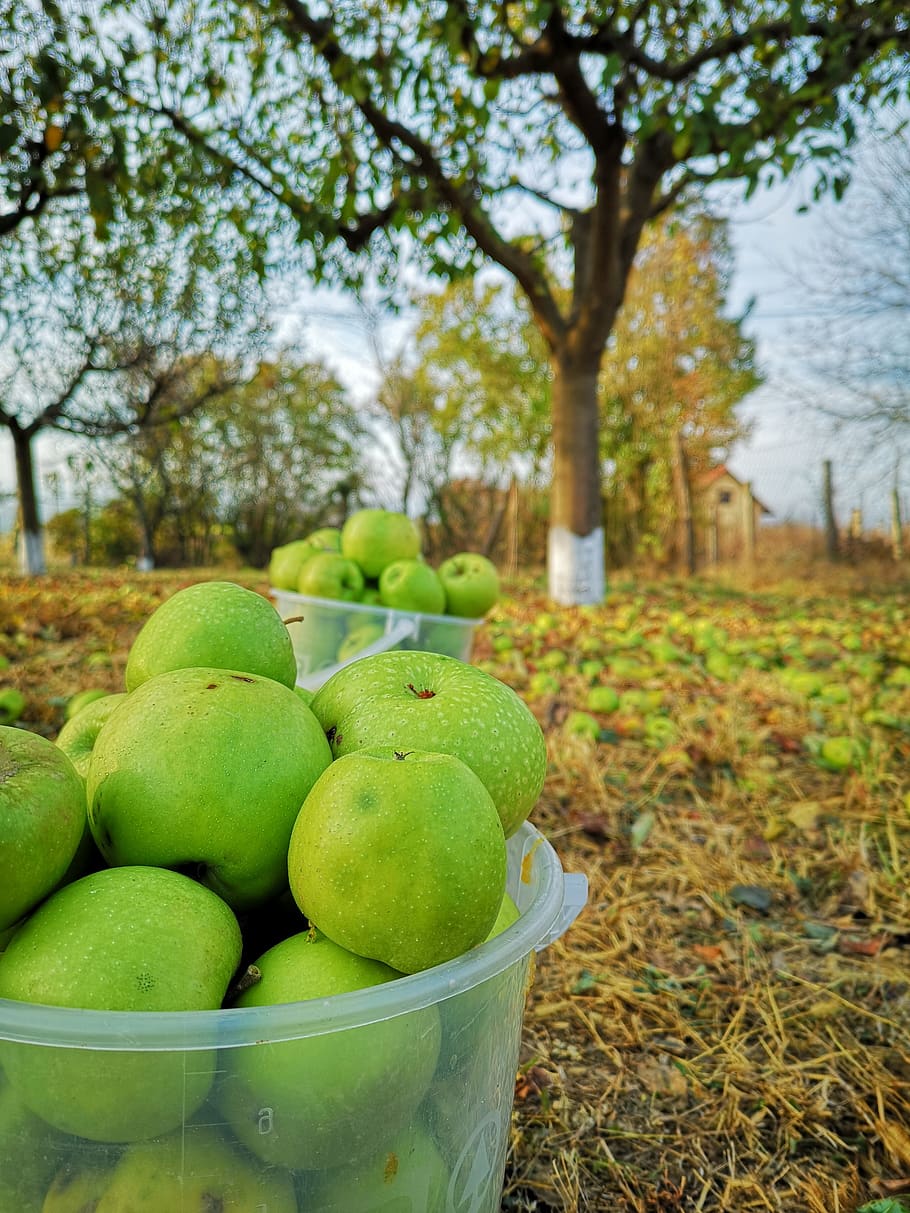 apple, fruit, green, tree, autumn, food, plant, green color HD wallpaper