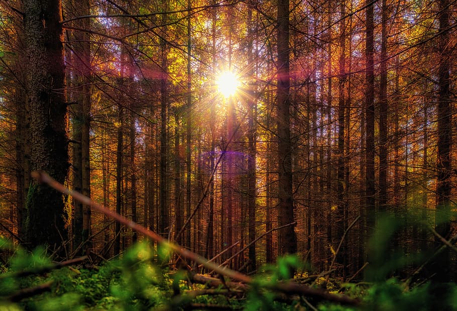 forest, trees, sun, light, autumn, colorful, fairytale, scary HD wallpaper