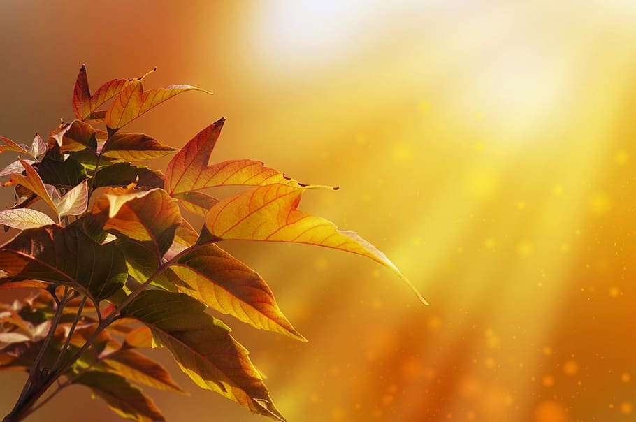 background, maple, leaves, autumn, plant, natural, botanical HD wallpaper