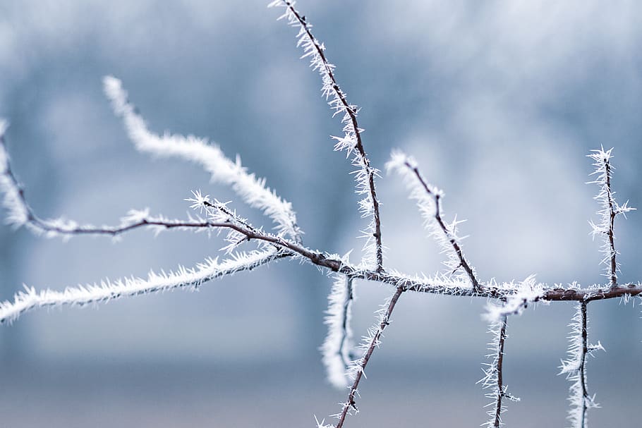 Bare Tree Branch Shallow Focus Photography, close-up, cold, daylight HD wallpaper