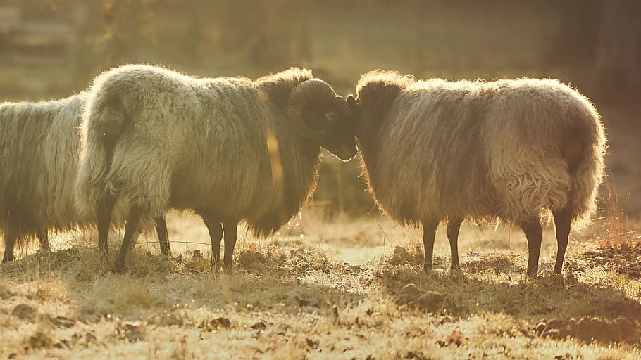 two rams, group of animals, animal themes, mammal, vertebrate HD wallpaper