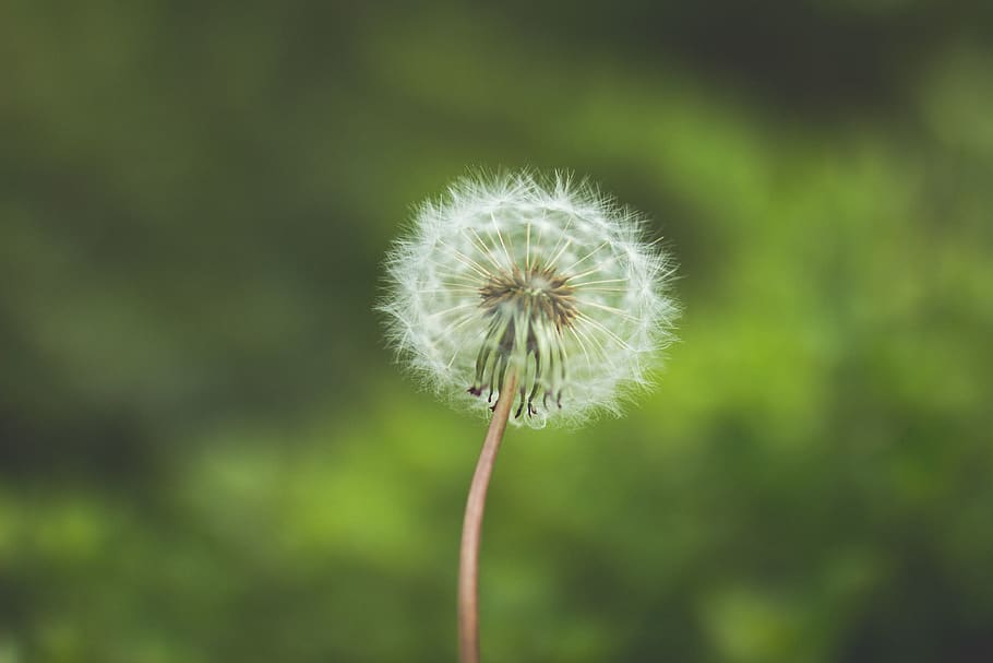 macro, flower, blowball, dandelion, flowering plant, fragility HD wallpaper