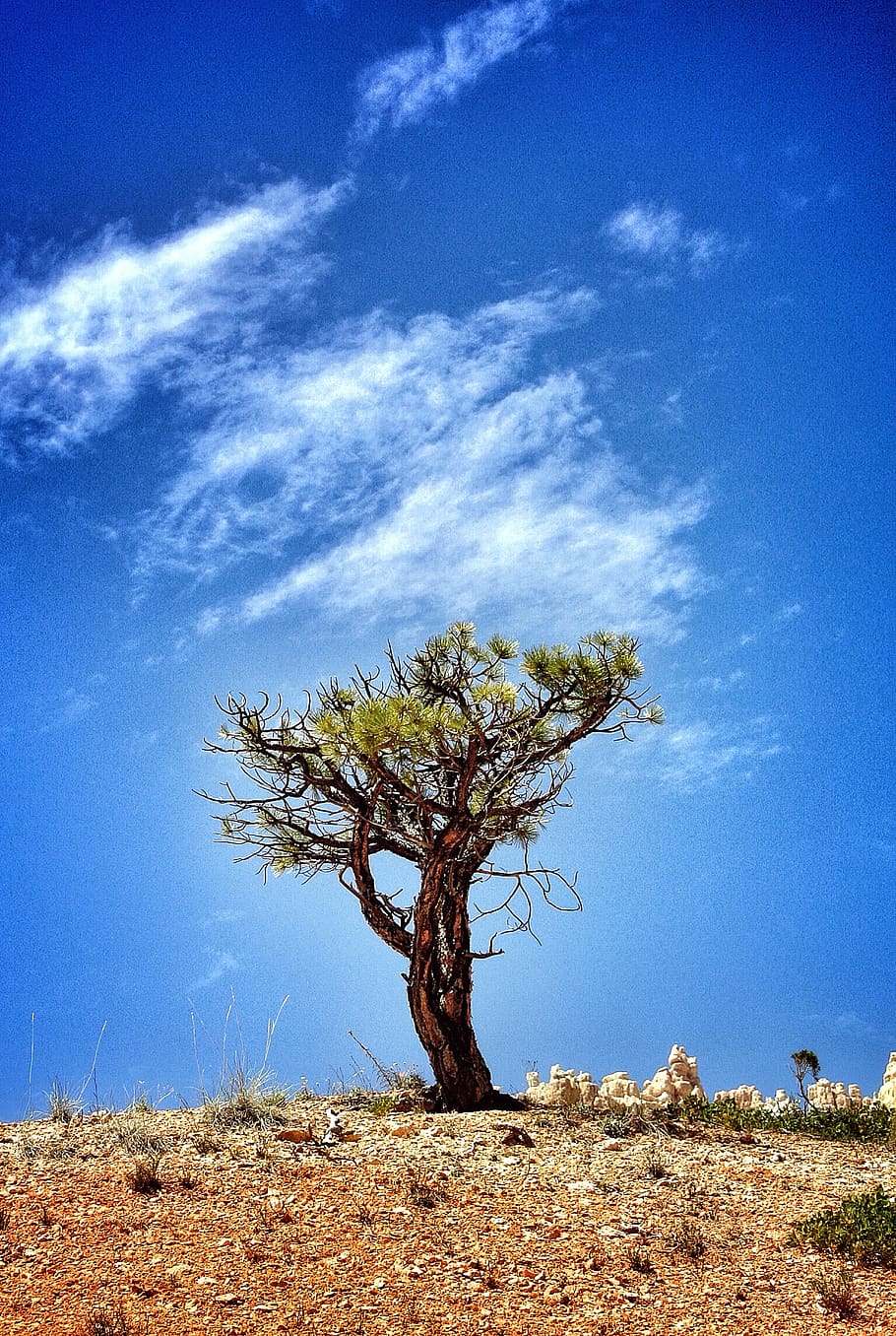 Tree on Hill Under Blue Sky and White Clouds, dawn, desert, dry HD wallpaper
