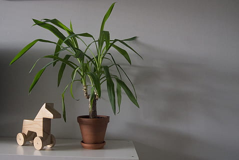 green corn plant, pot, bamboo, leaf, palm tree, arecaceae, hemp HD wallpaper
