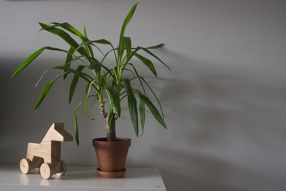 green corn plant, pot, bamboo, leaf, palm tree, arecaceae, hemp, HD wallpaper