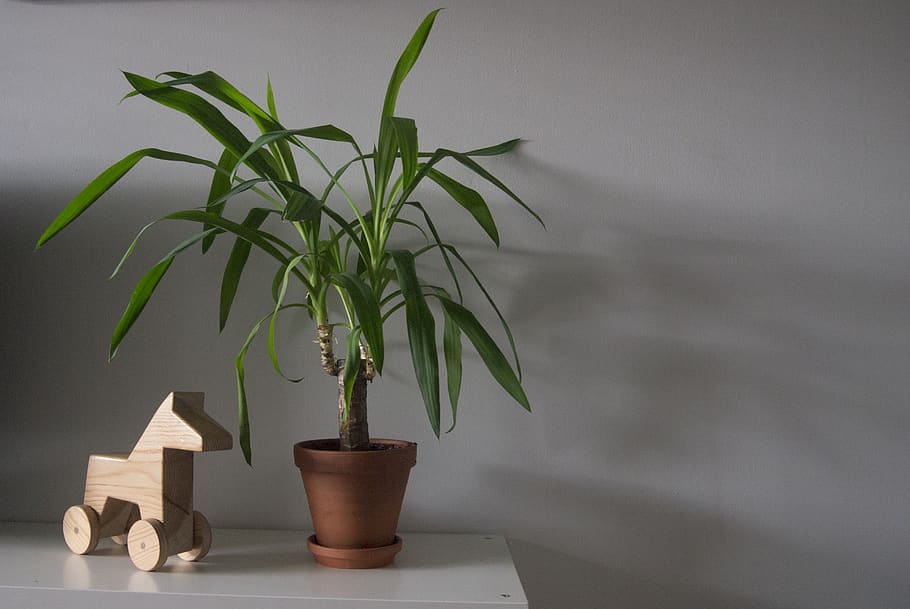 green corn plant, pot, bamboo, leaf, palm tree, arecaceae, hemp HD wallpaper