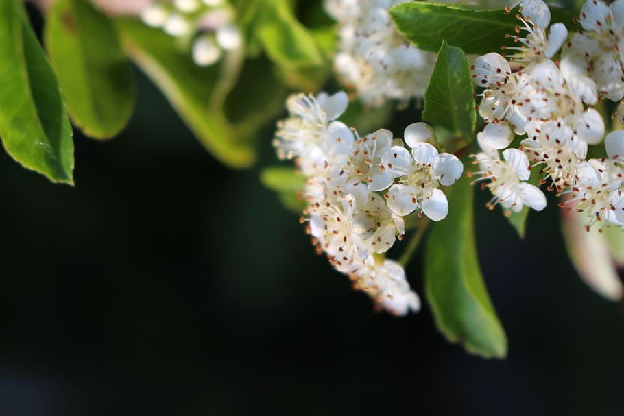 flowers, spring, white, blossom, androidwallpaper, flowering plant HD wallpaper