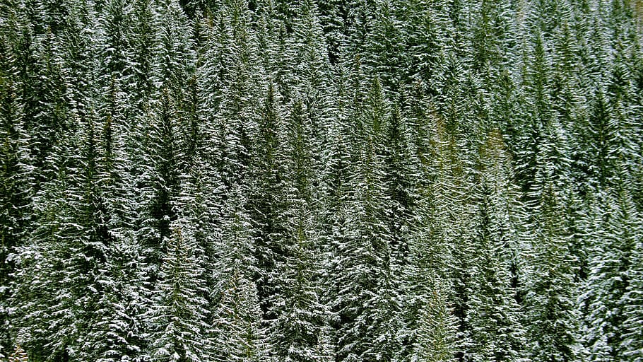 pine trees during daytime, plant, abies, fir, conifer, rug, spruce HD wallpaper