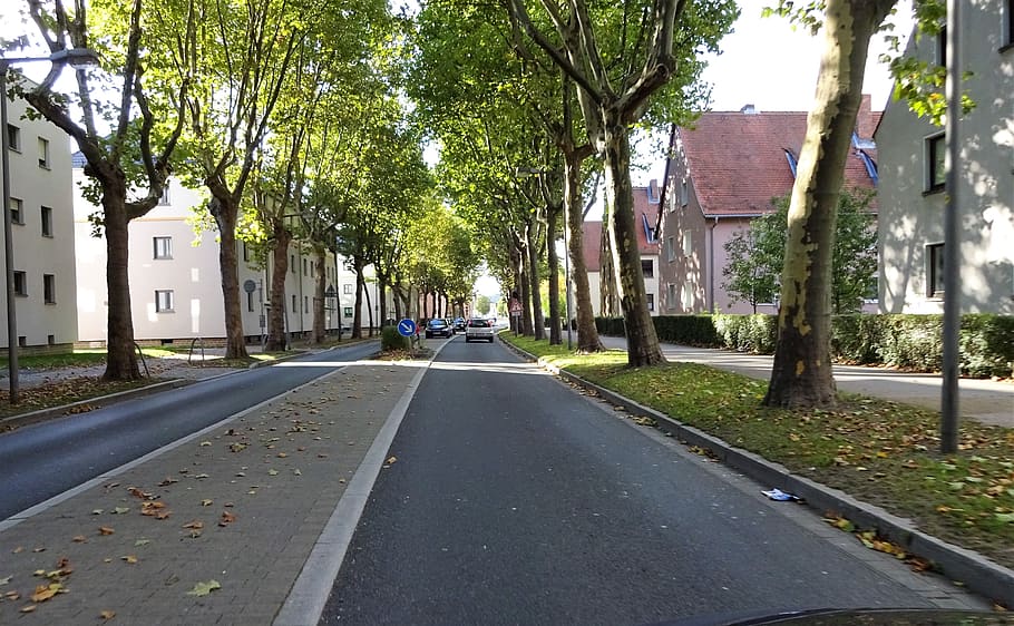 germany, frankfurt, tree, plant, transportation, road, city HD wallpaper