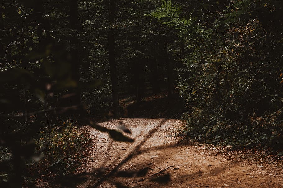black trees, path, forest, woodland, autumn, fall, leaf, leaves HD wallpaper