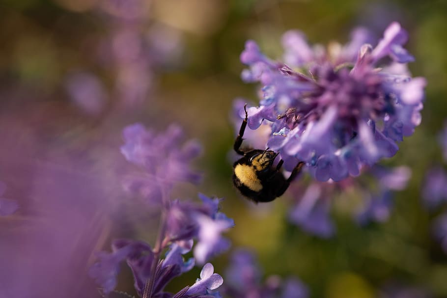 bee, animal, insect, apidae, invertebrate, honey bee, plant HD wallpaper