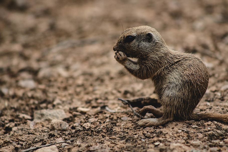 squirrel on brown soil, animal, mammal, meerkat, wildlife, united states HD wallpaper