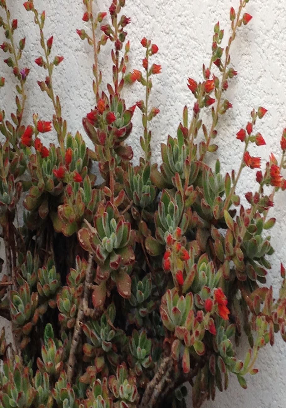 plant, grass, cactus, flower, blossom, tree, agavaceae, conifer HD wallpaper