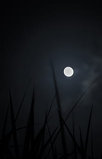 martinique, le robert, grass, light, amoled, stars, dark, moon HD wallpaper