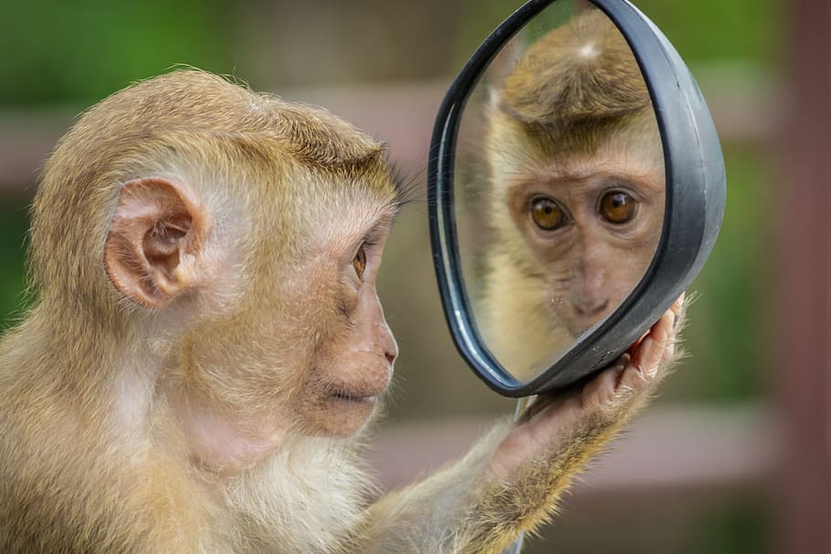 chimpanzee holding mirror, animal, monkey, wildlife, mammal, thailand HD wallpaper